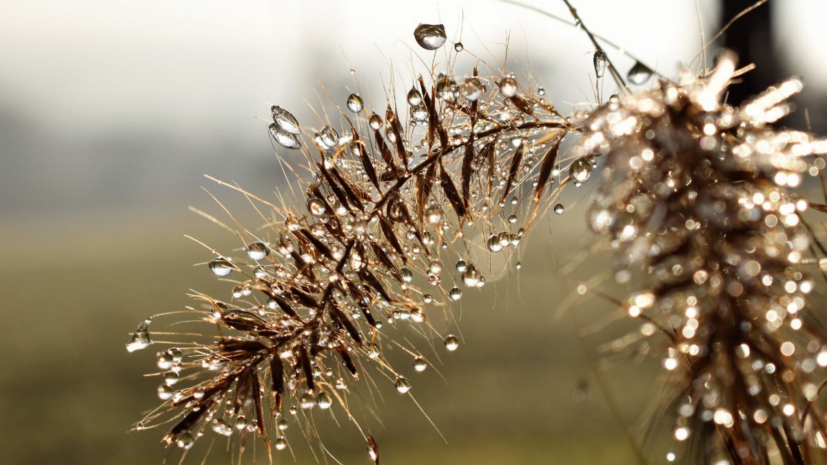 Close-up of dew drops glistening on a wheat stalk in natural sunlight.