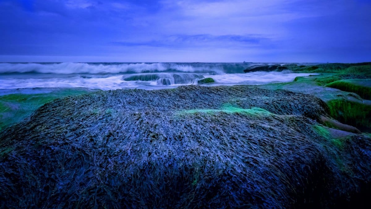 Captivating blue seascape with lush algae, waves, and serene horizon.