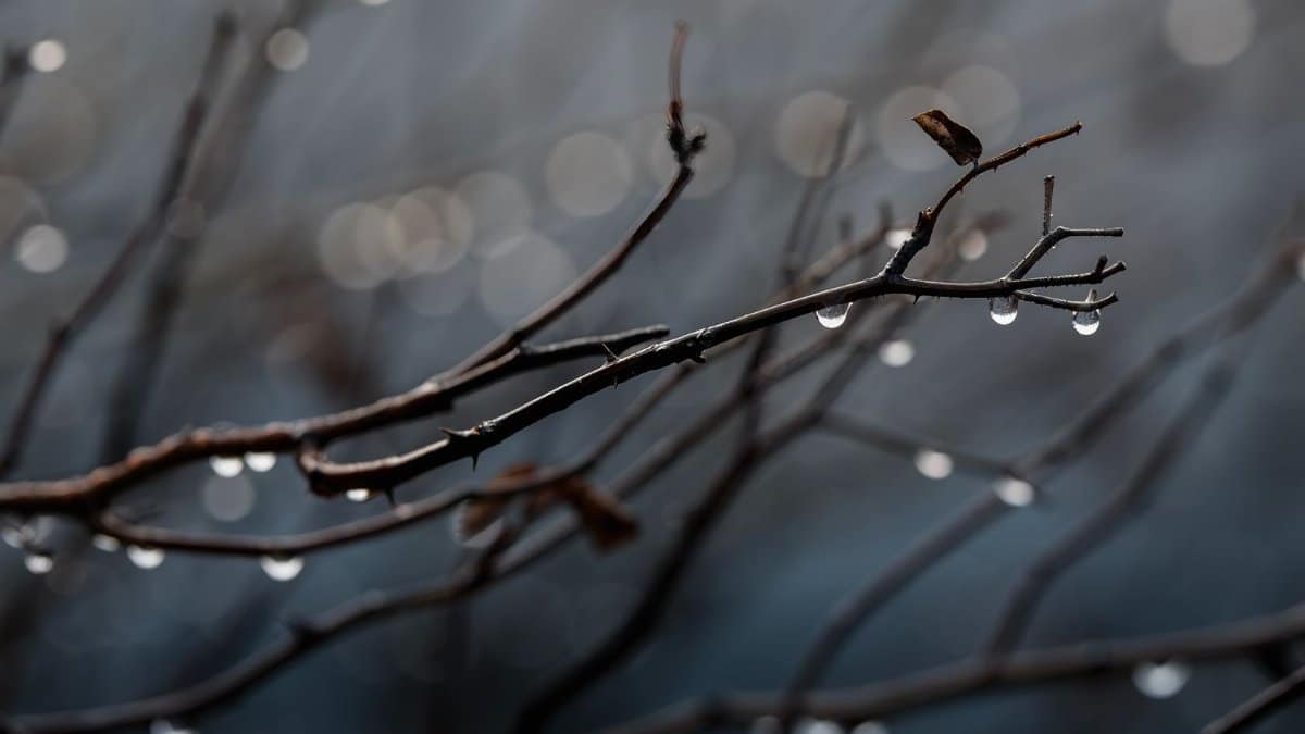 A detailed close-up of a branch with rain droplets, capturing the essence of winter's tranquility.