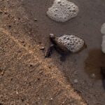 A baby sea turtle making its way to the ocean on a sandy beach, symbolizing wildlife conservation.