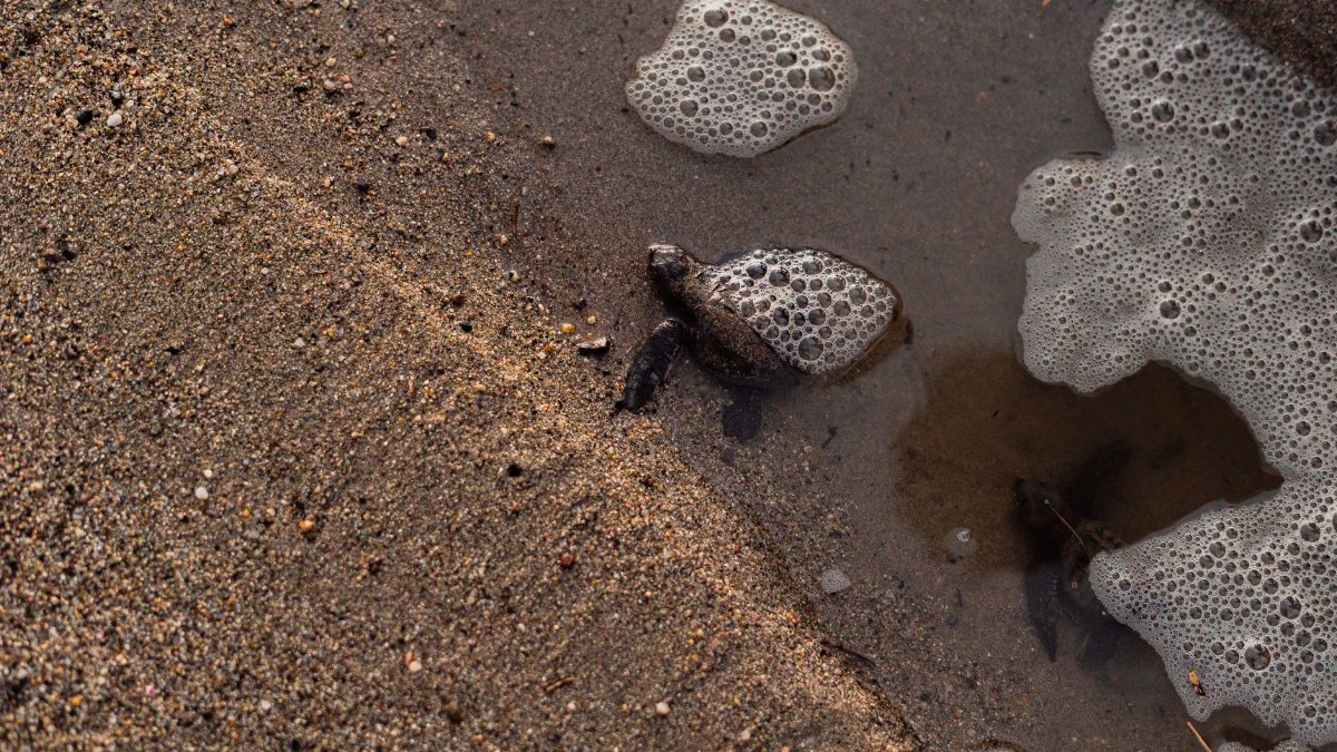 A baby sea turtle making its way to the ocean on a sandy beach, symbolizing wildlife conservation.