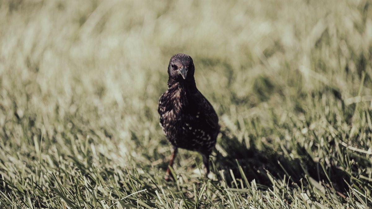 Detailed close-up of a common starling (Sturnus vulgaris) standing on fresh grass.