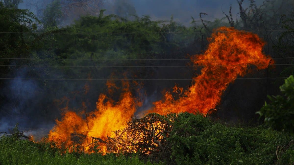 Vivid flames consuming vegetation in an outdoor forest fire scene.