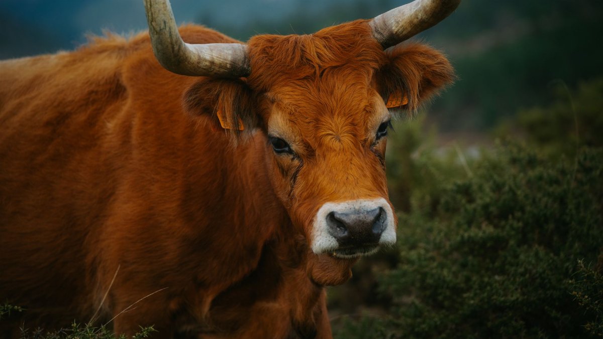 A detailed close-up of a brown long-horned cow in a summer landscape.