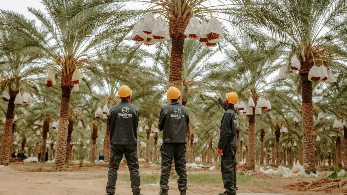 Workers in protective gear harvesting dates at a palm plantation in Biskra, Algeria.