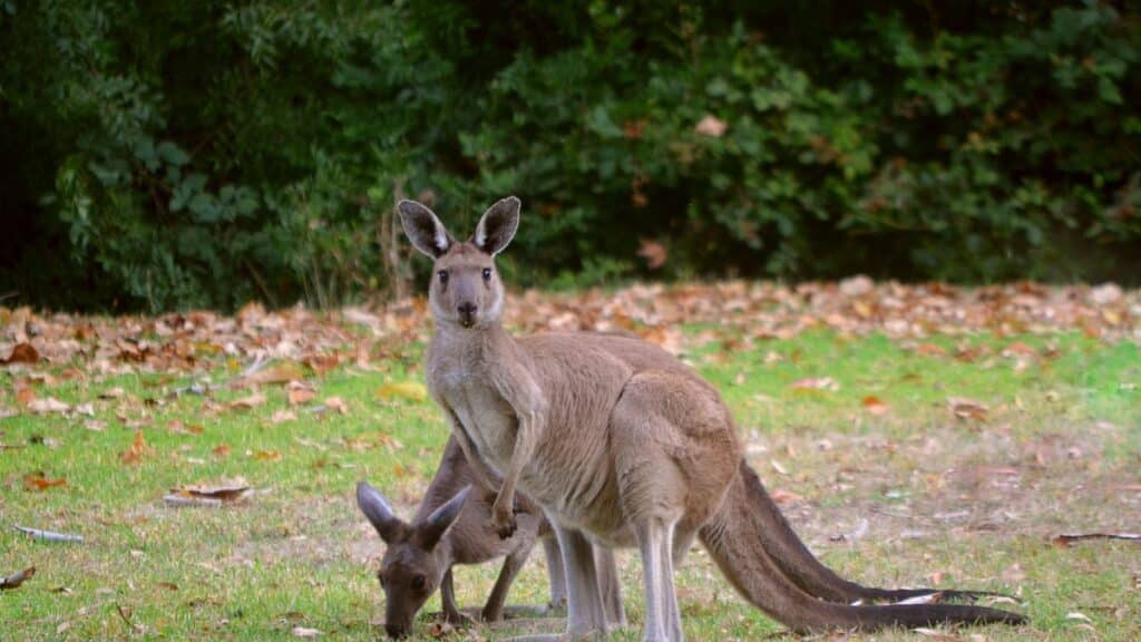 A kangaroo with a joey in Belair National Park, Australia.