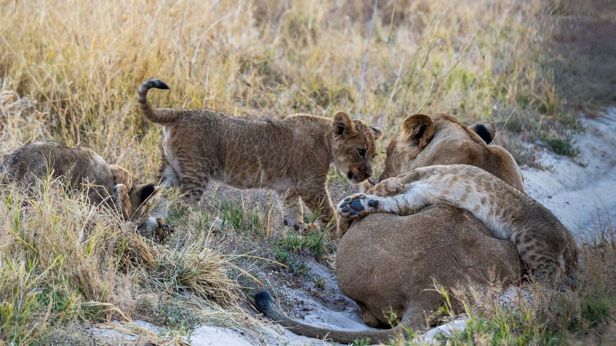 A lioness and her cubs resting among the tall grasses of the African savanna during daytime.