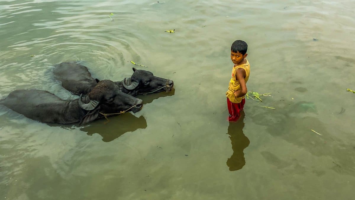 A young boy interacts with water buffaloes in a river, showcasing rural life.