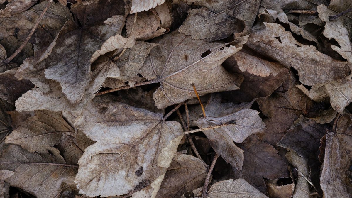 Detailed view of frosted brown leaves in autumn, showcasing nature's texture and decay.