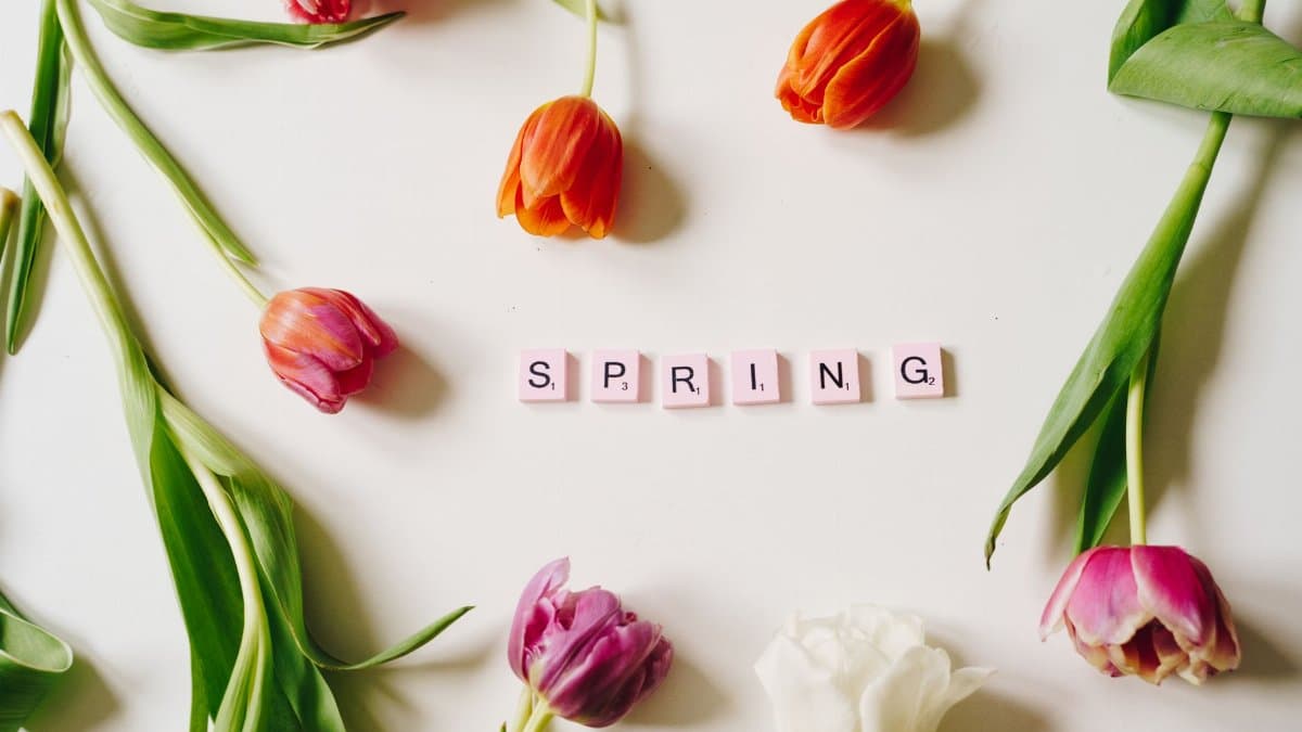 Flat lay of colorful tulips framing 'SPRING' spelled with Scrabble tiles on a white background.