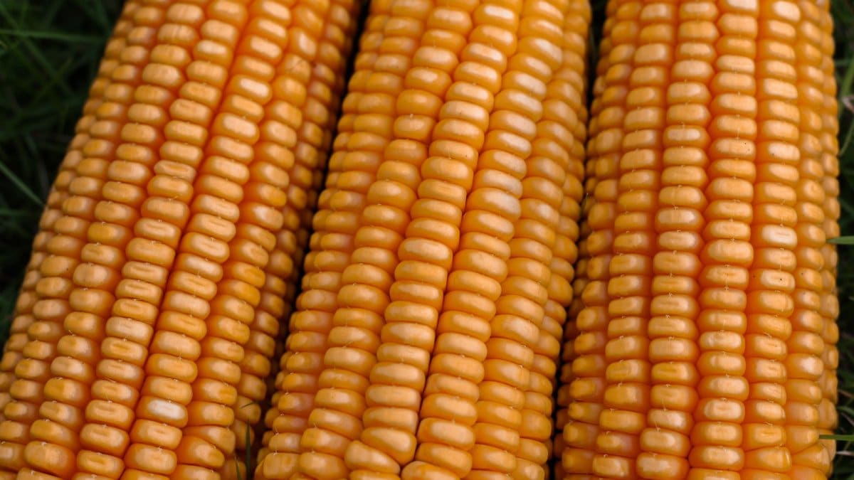 Detailed close-up of three fresh, ripe corn cobs outdoors.