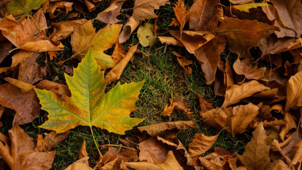 Vibrant autumn leaves scattered on the ground, showcasing the rich colors of fall.