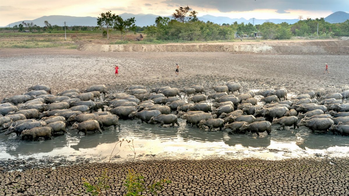 From above of unrecognizable farmers with herd of domestic cows in muddy water during drought