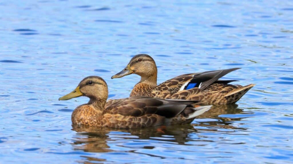 Two mallard ducks gracefully gliding across a serene lake surface, showcasing nature's beauty.