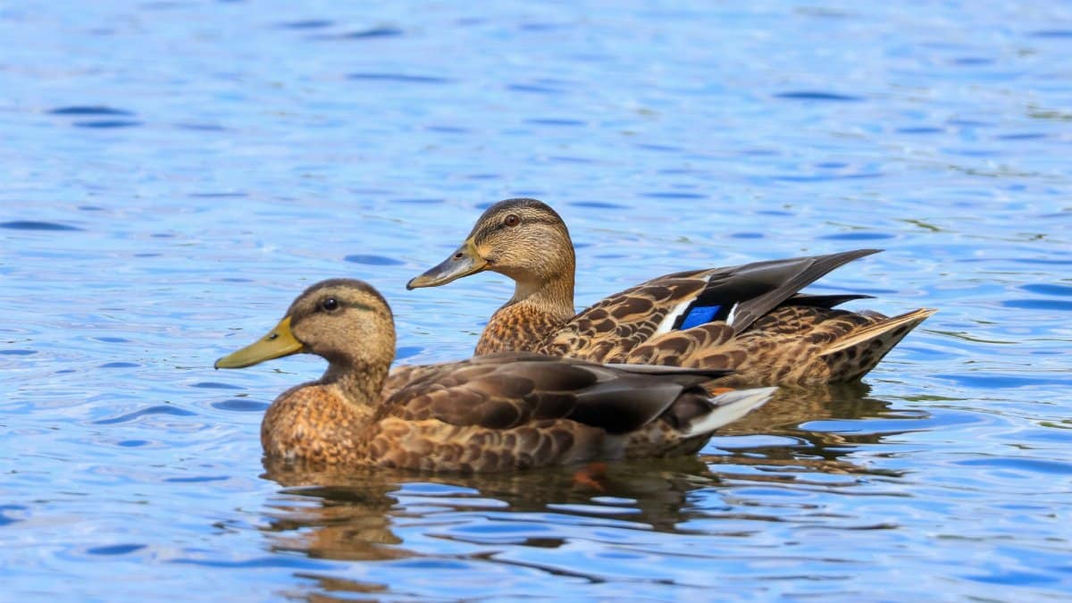 Two mallard ducks gracefully gliding across a serene lake surface, showcasing nature's beauty.