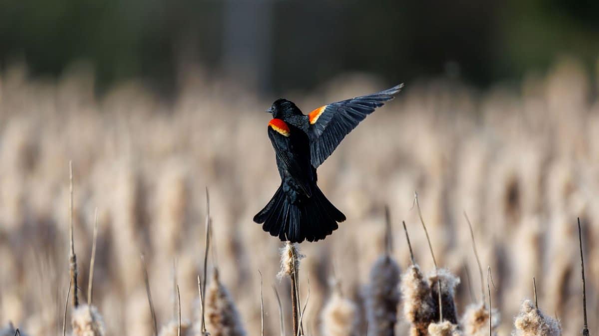 A Red-winged Blackbird spreads its wings in a marsh setting, captured mid-flight.