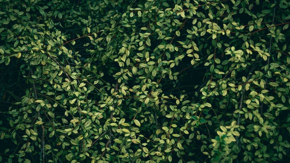 Detailed close-up of cotoneaster leaves forming a lush green pattern against a dark backdrop.