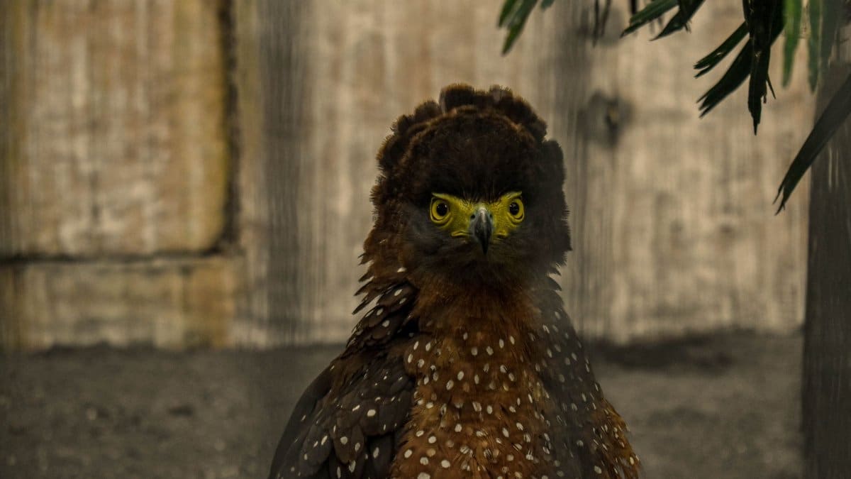 Portrait of a crested serpent eagle with striking yellow eyes, captured in its natural habitat.