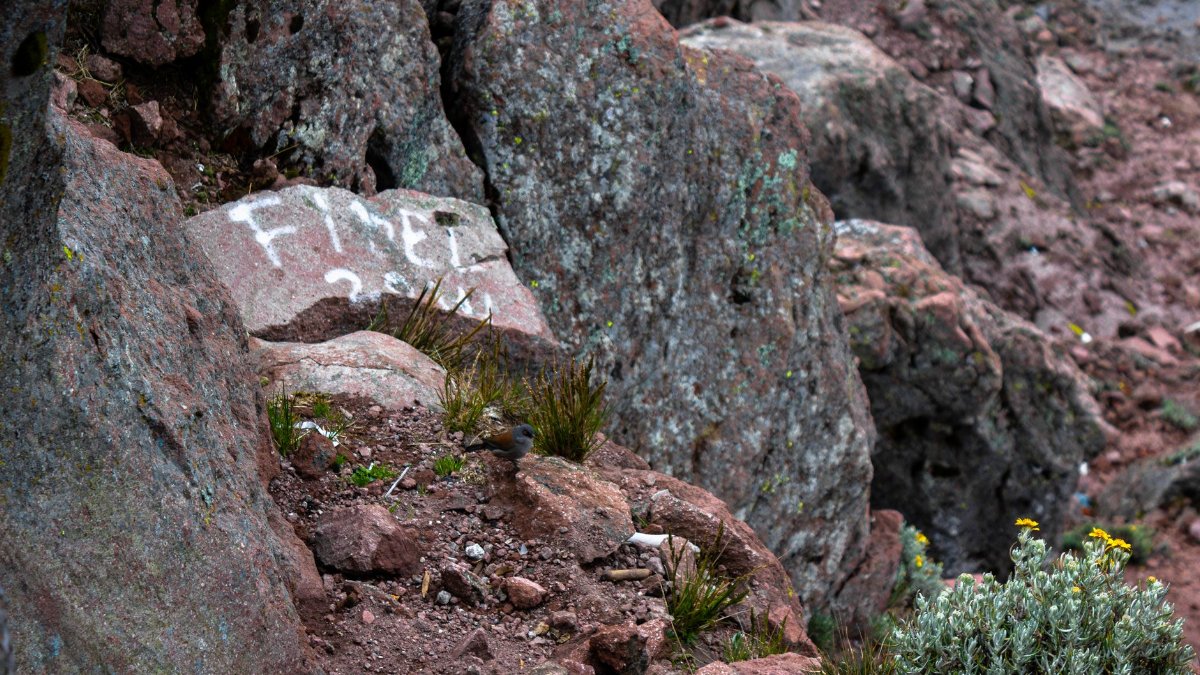Close-up of rugged rocks at La Malinche, Mexico with alpine vegetation.