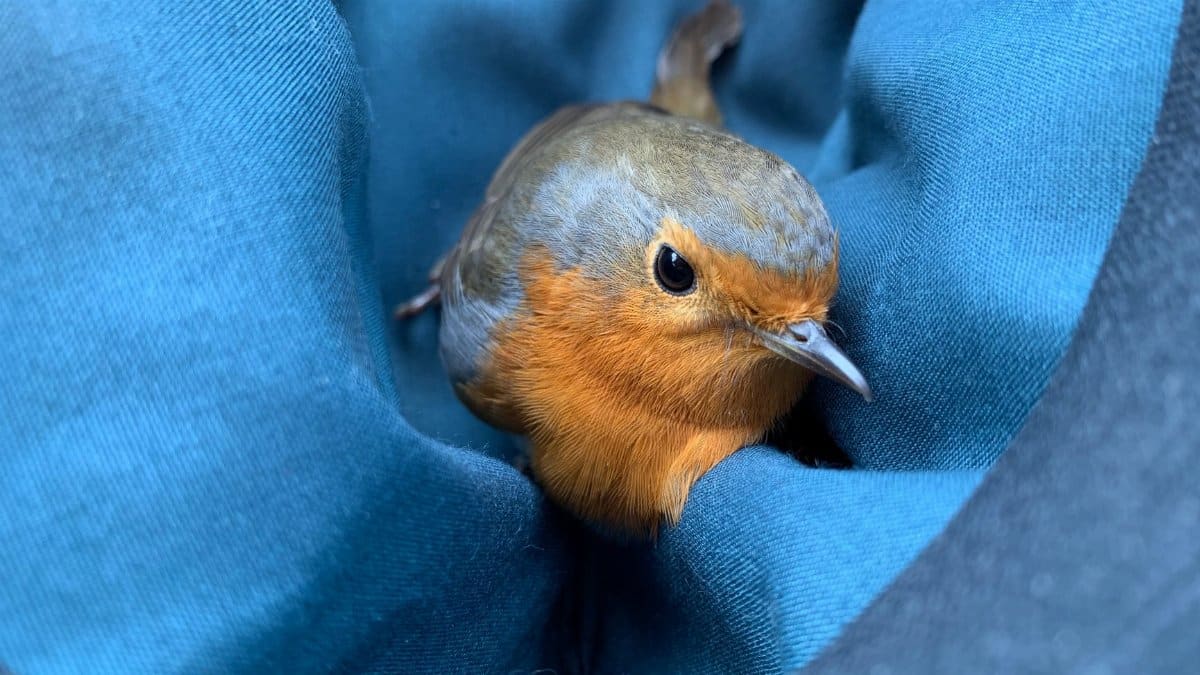 A charming European robin nestled in blue fabric, showcasing its vibrant orange breast.