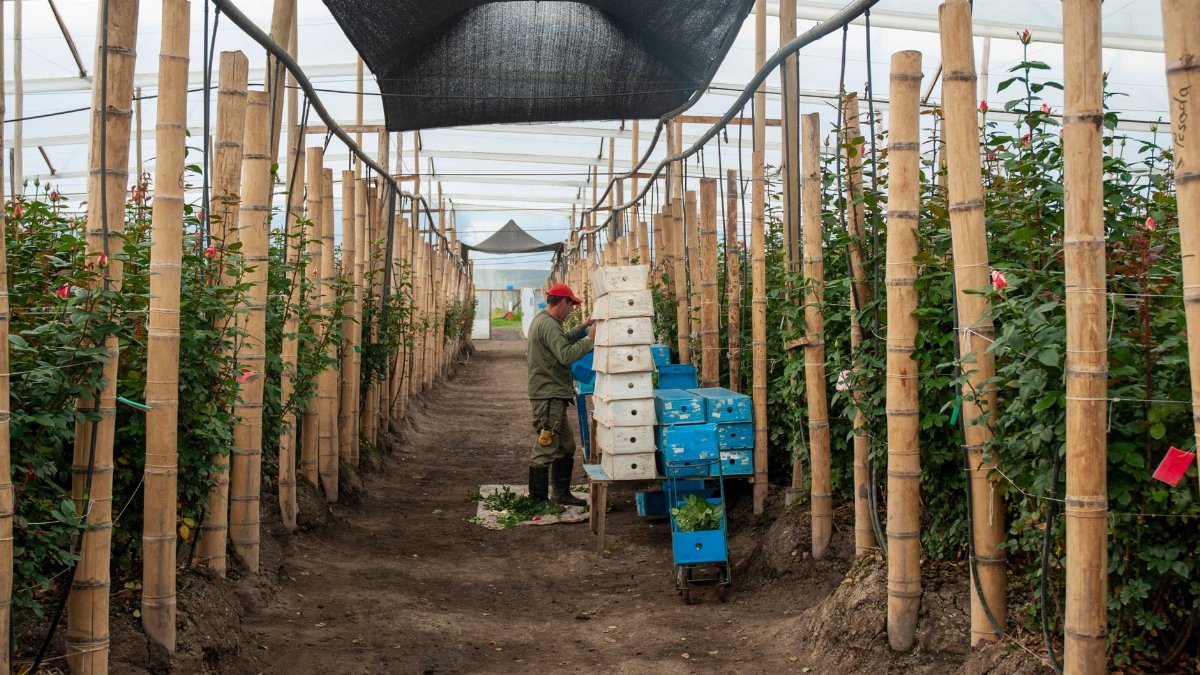 Worker organizing flowers in a greenhouse in Gachancipá, Colombia.