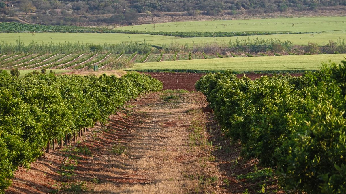 Beautiful farmland landscape with rows of fruit orchards and lush fields under a clear sky.