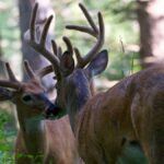 Two white-tailed bucks with antlers in a forest setting, captured in a natural wildlife scene.