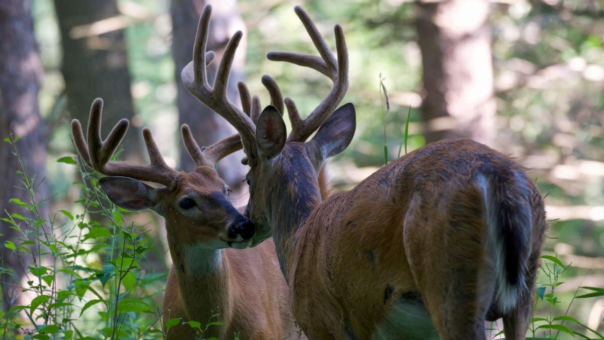 Two white-tailed bucks with antlers in a forest setting, captured in a natural wildlife scene.