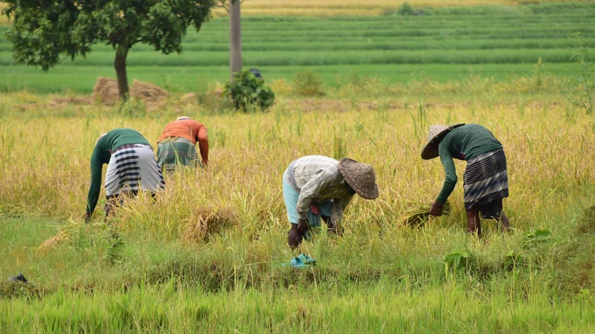 A group of farmers bending over to harvest rice in a vibrant green field, showcasing rural agriculture.