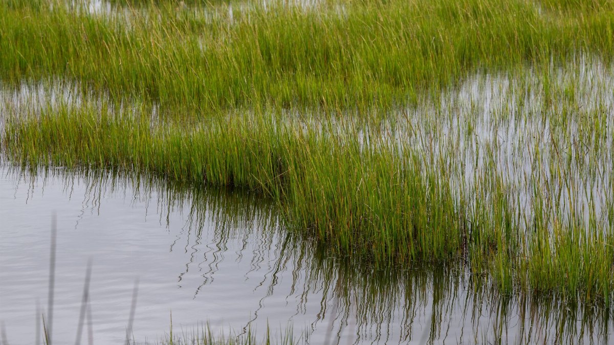Vibrant green marsh grasses reflecting in brackish water, North Carolina.