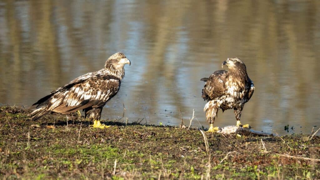 Two juvenile bald eagles perched by a riverbank in Wabasha, Minnesota, during the day.