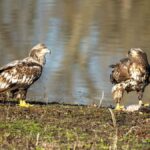 Two juvenile bald eagles perched by a riverbank in Wabasha, Minnesota, during the day.