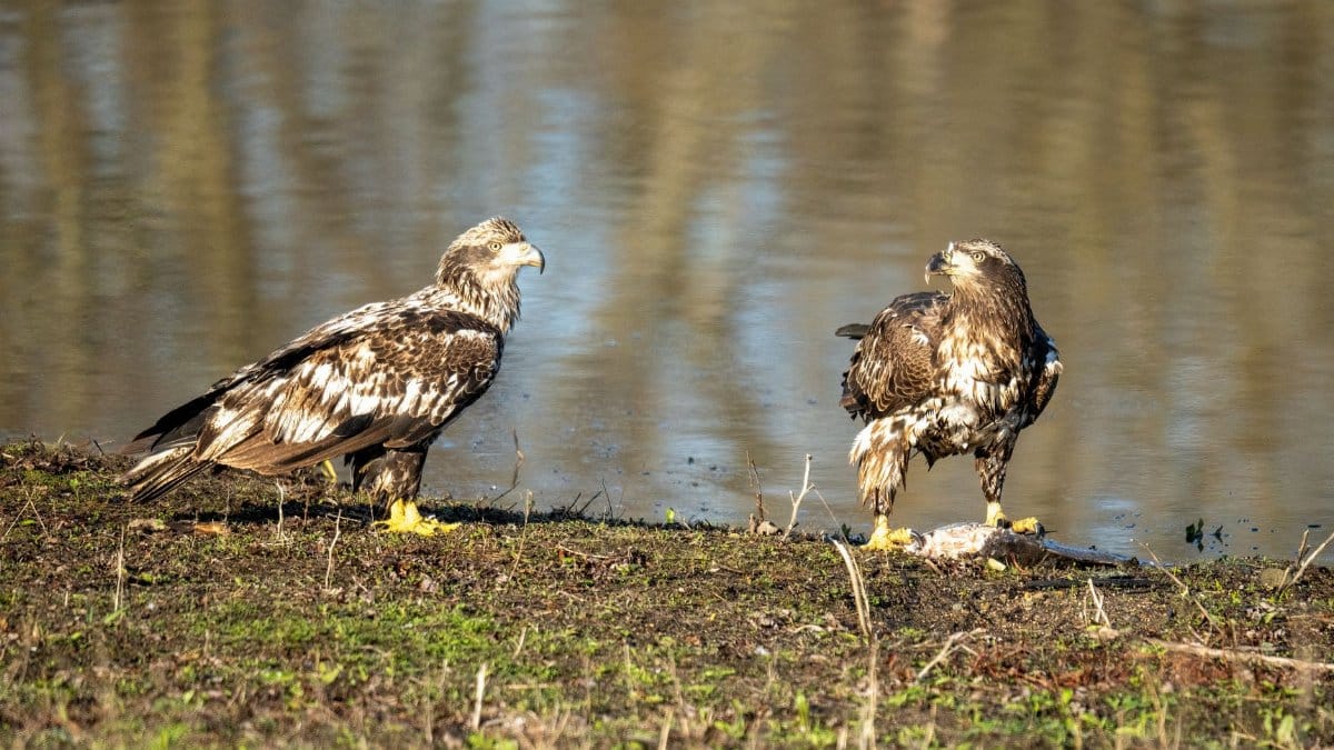 Two juvenile bald eagles perched by a riverbank in Wabasha, Minnesota, during the day.