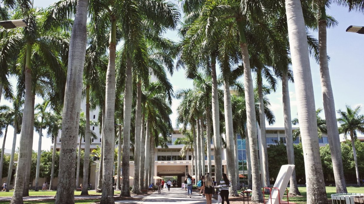 Palm tree-lined pathway on the University of Miami campus, Coral Gables, Florida.