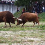 Two bulls competing in an outdoor arena with spectators in the background, showcasing traditional animal contests.