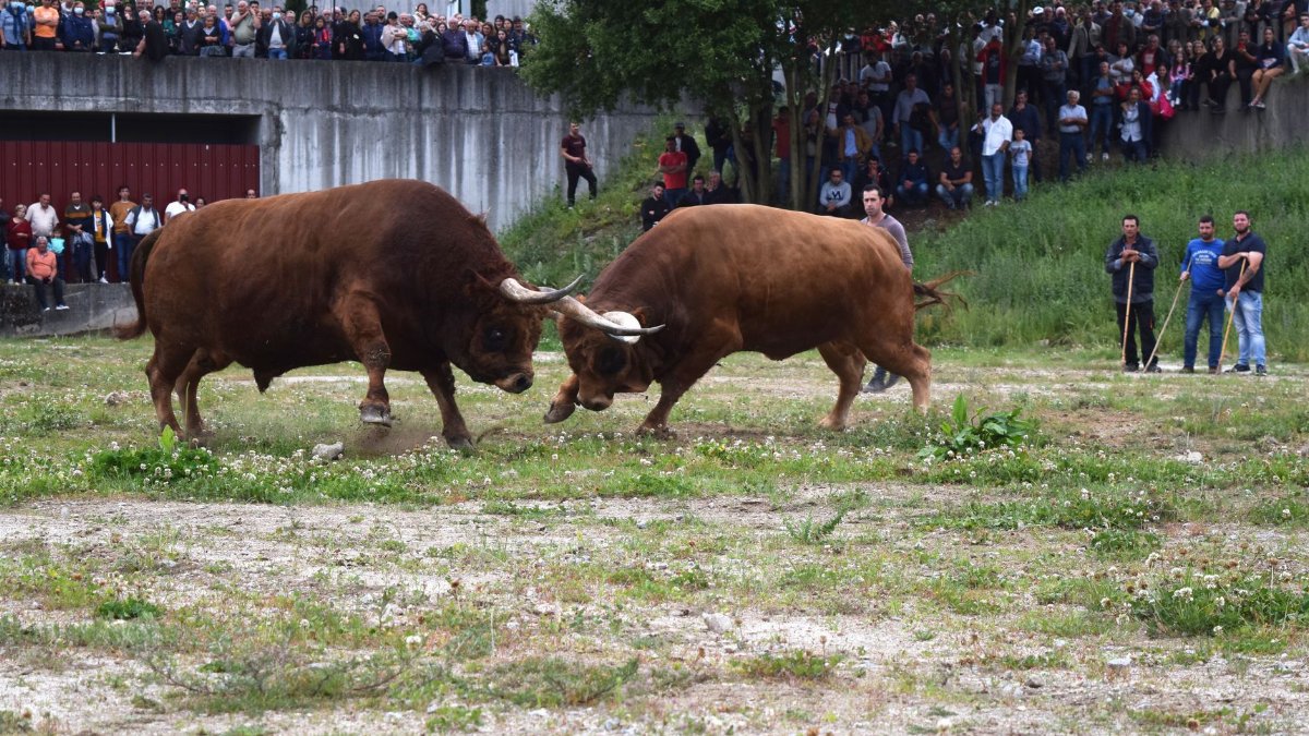Two bulls competing in an outdoor arena with spectators in the background, showcasing traditional animal contests.
