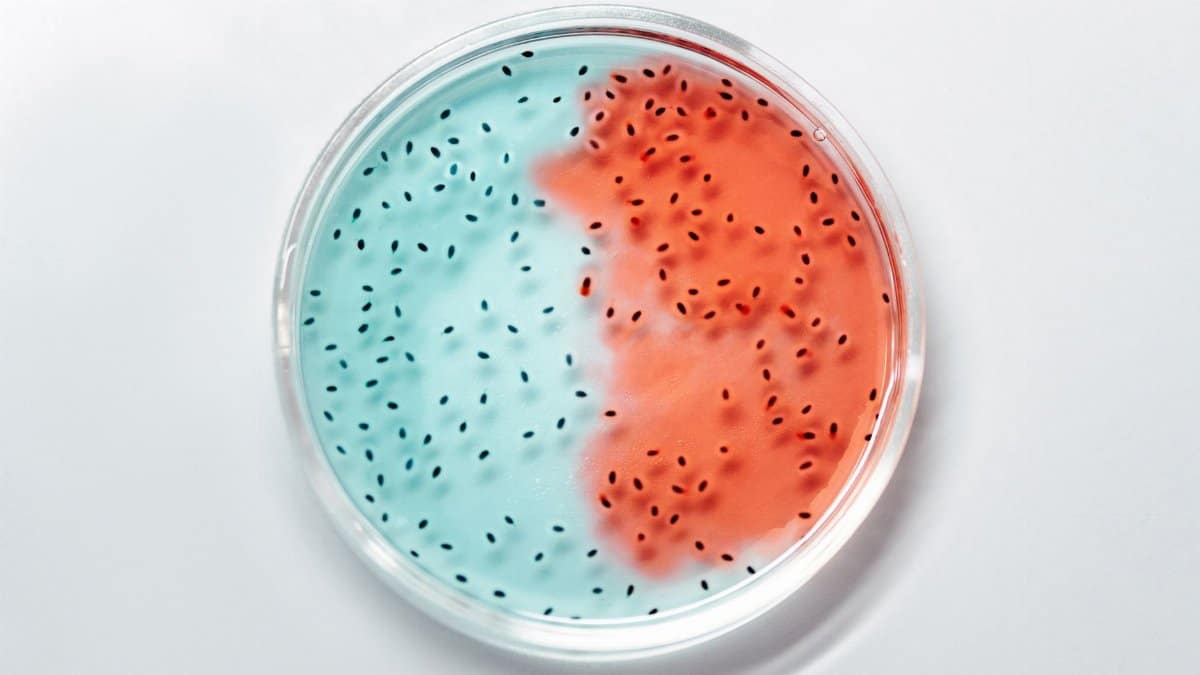 Close-up of vibrant blue and red bacteria cultures in a petri dish.
