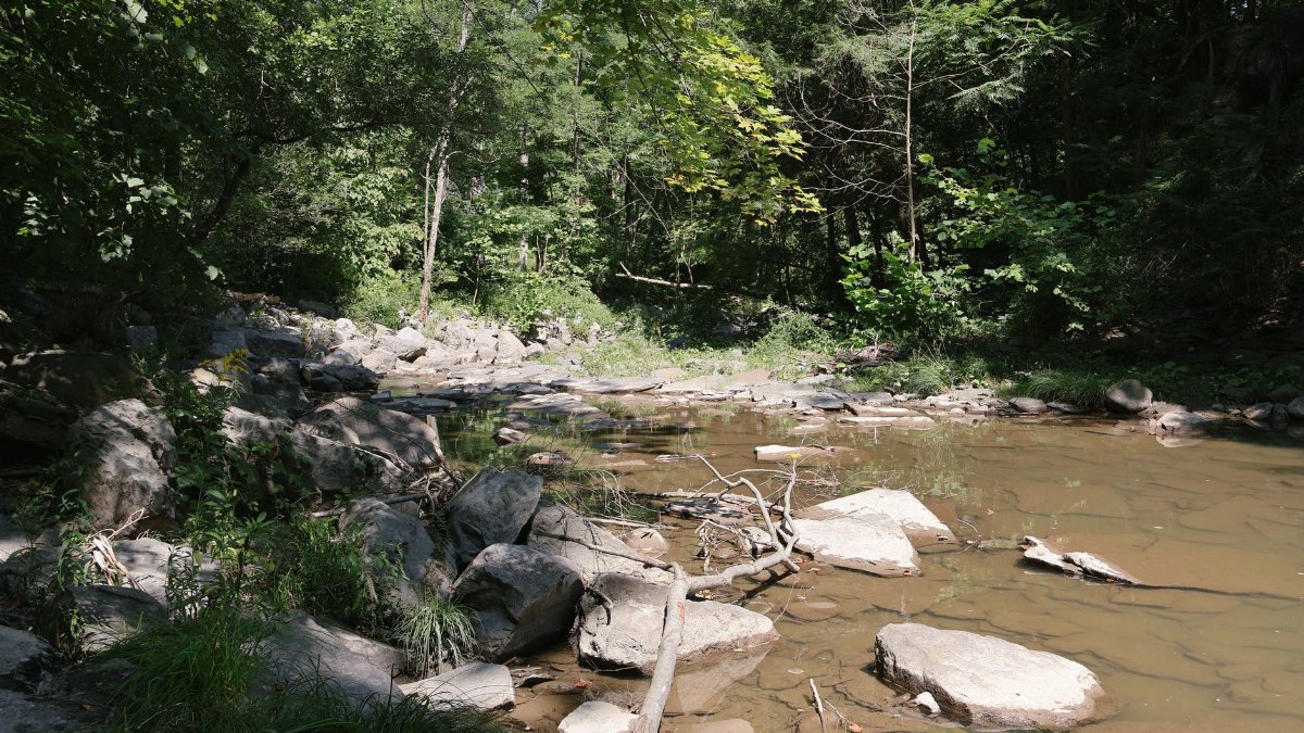 Peaceful forest creek with rocks and trees in Ithaca, NY during summer.