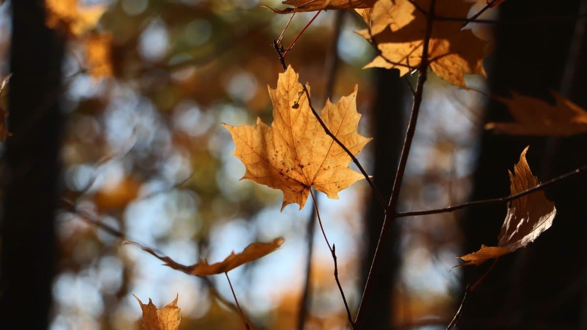 Beautiful close-up of maple leaves in autumn with soft sunlight and bokeh background.