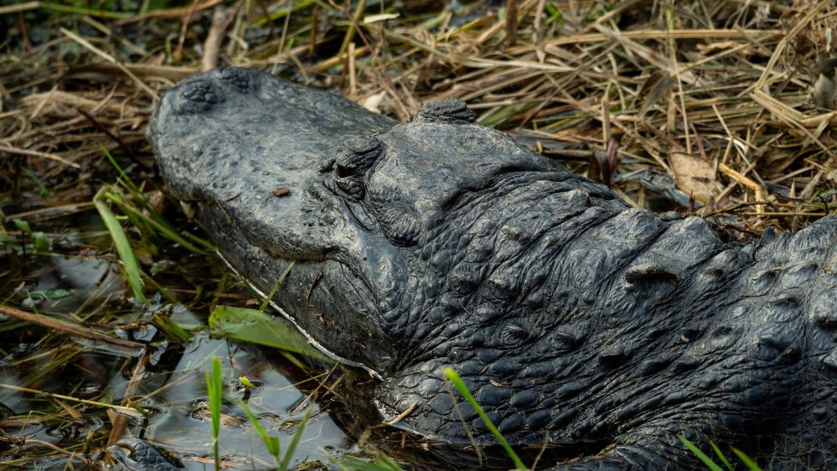A detailed view of an alligator resting on a muddy swamp surface, showcasing its rough textured skin.