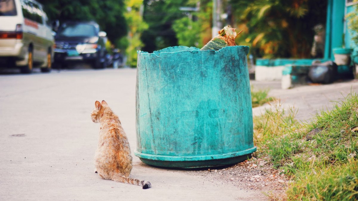 Red stray cat sitting on asphalt sidewalk near shabby trash can with garbage on street with cars and green trees