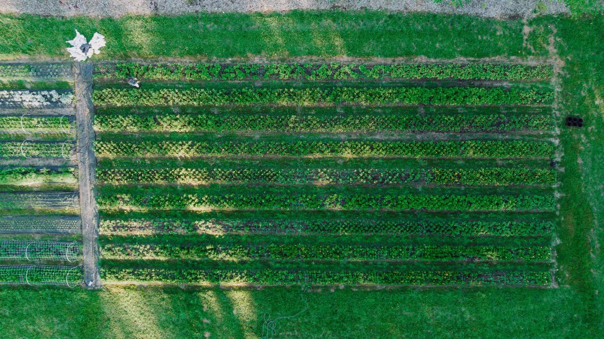 A lush green aerial view of a vibrant vegetable farm showcasing crop rows in a rural setting.