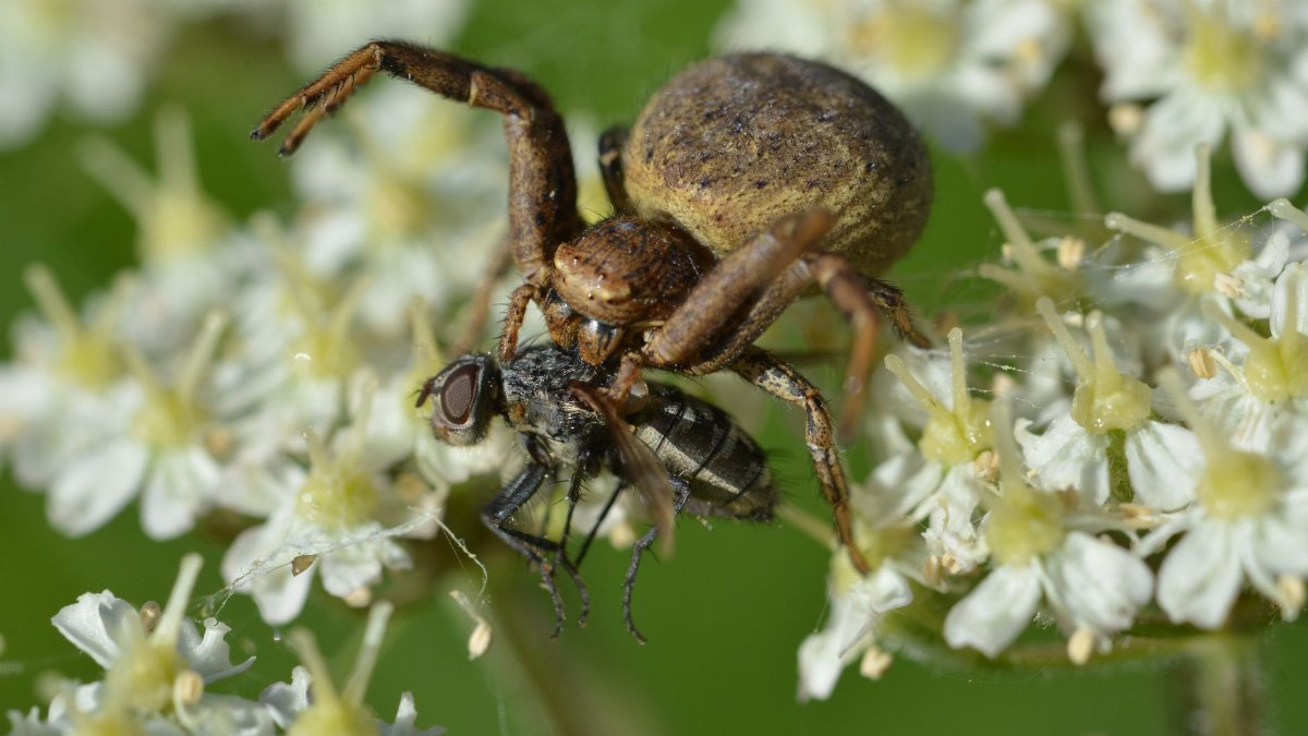 Macro shot of a spider catching a fly amidst white flowers in natural light.