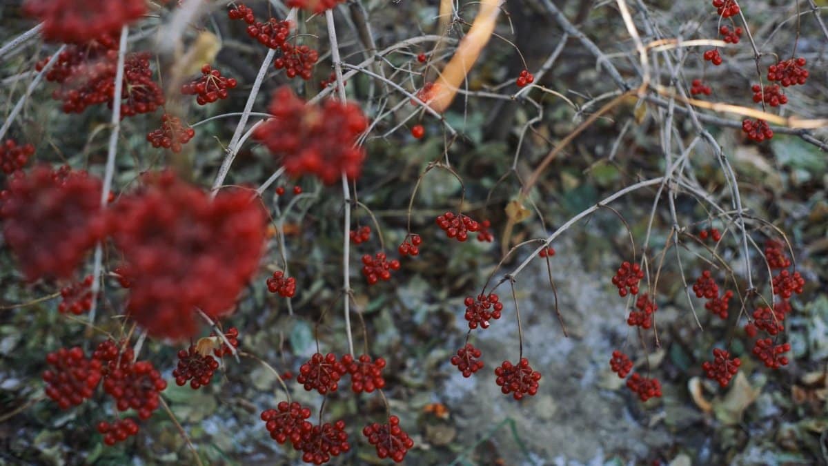 From above of bush of viburnum with bright red and ripe berries growing in nature in daytime