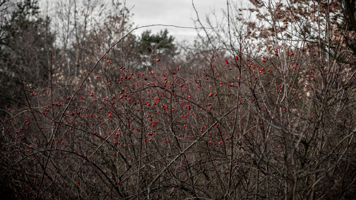 A scenic view of red berries on shrubs in a rural autumn field.