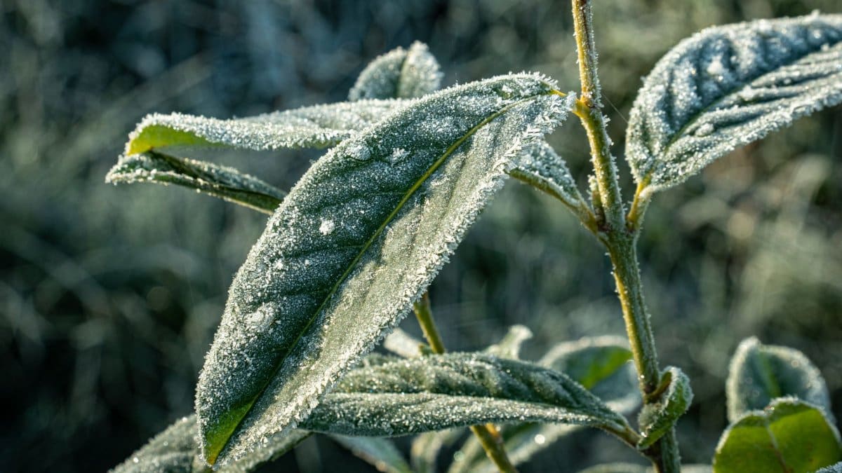 Detailed close-up of frost-covered leaves showcasing nature's winter beauty.