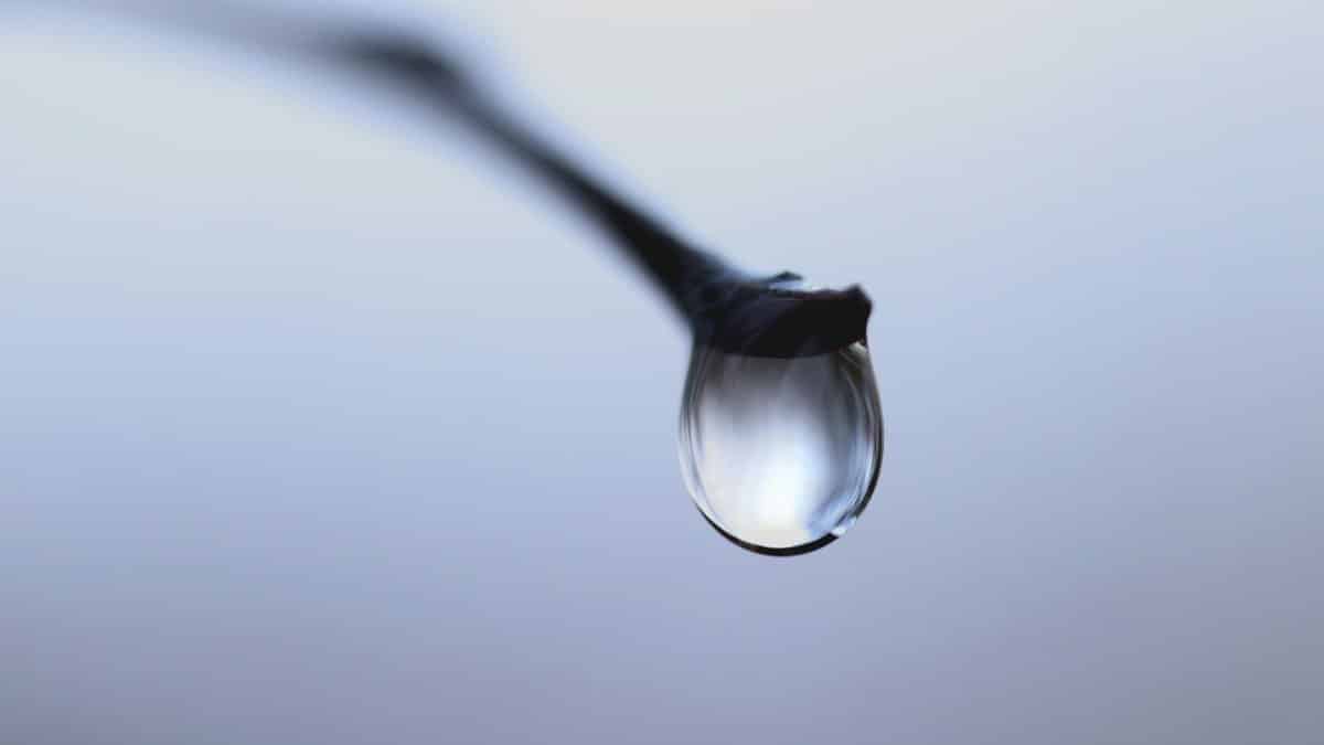 Macro shot of a single water droplet delicately hanging from a branch.