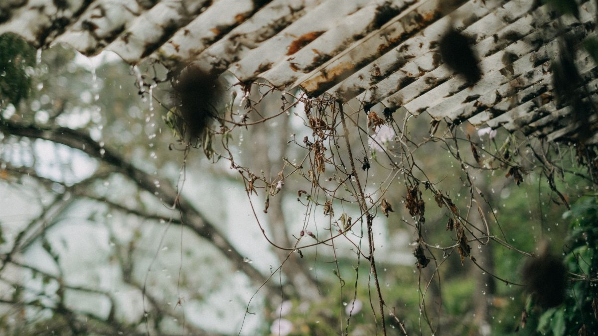 Tranquil view of raindrops falling from a weathered roof surrounded by nature.
