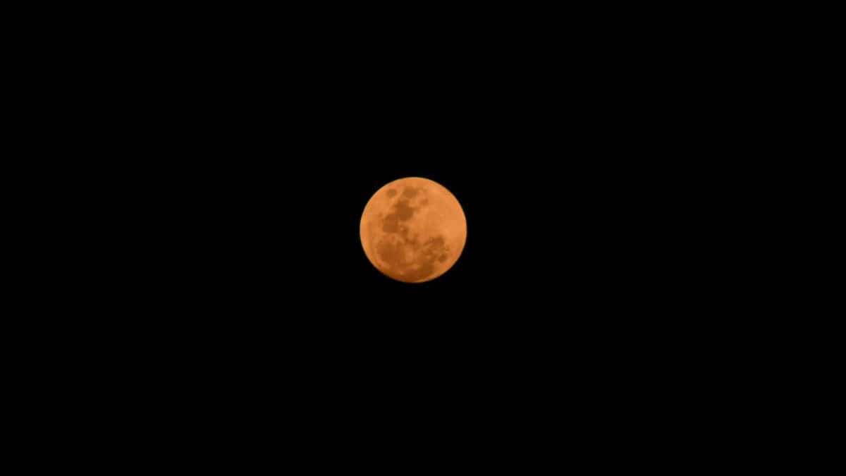 A stunning view of the orange harvest moon glowing against the night sky.