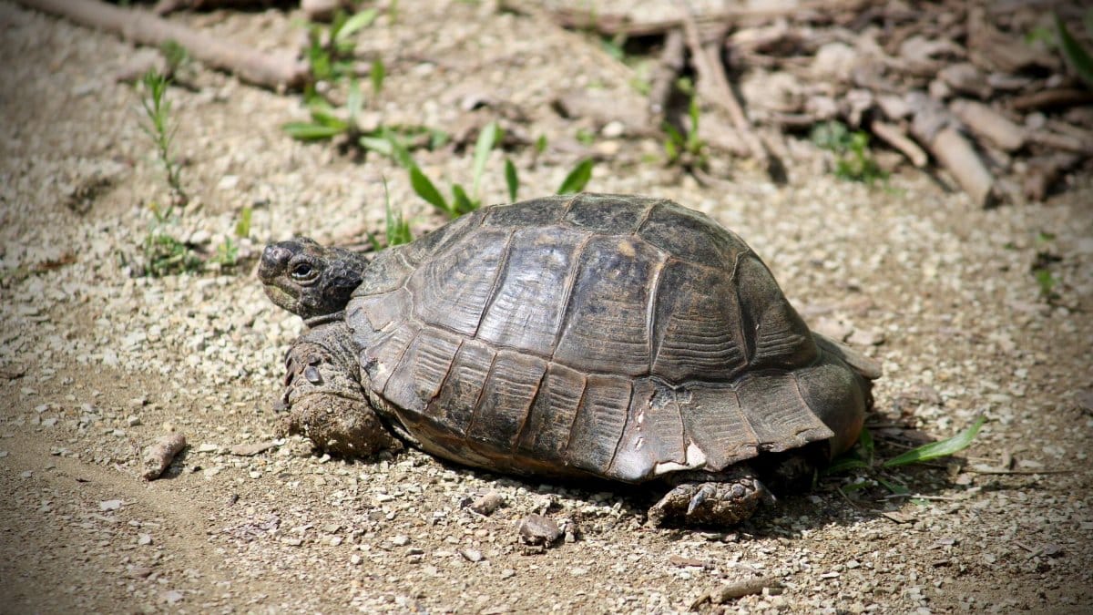 A tortoise moves slowly across sandy ground with scattered greenery outdoors.